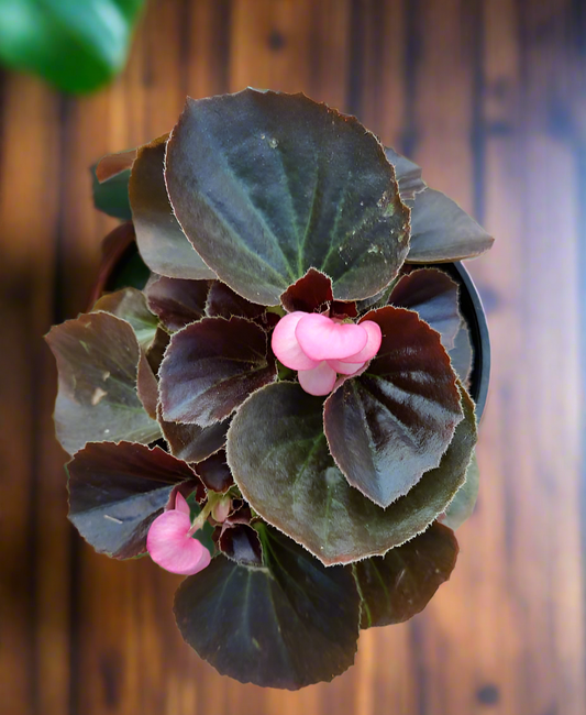 10x Begonia