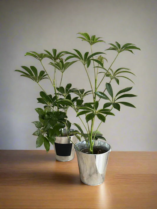 Mini schefflera