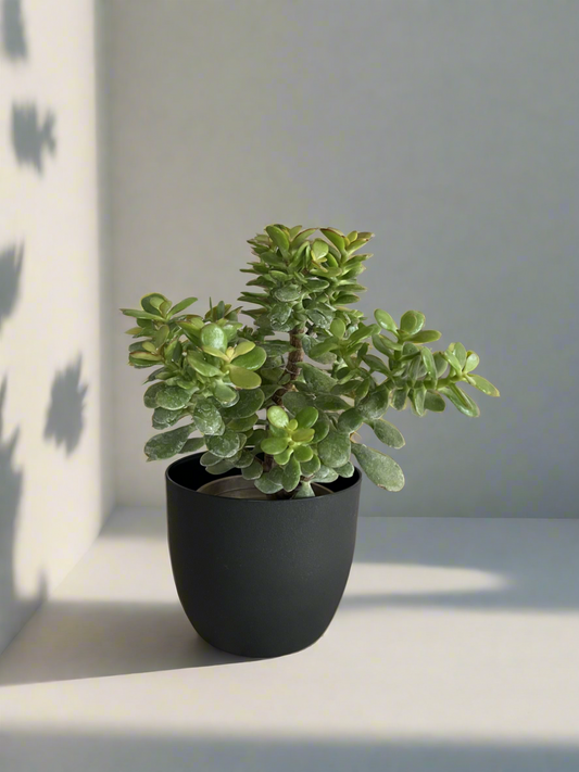 Crassula