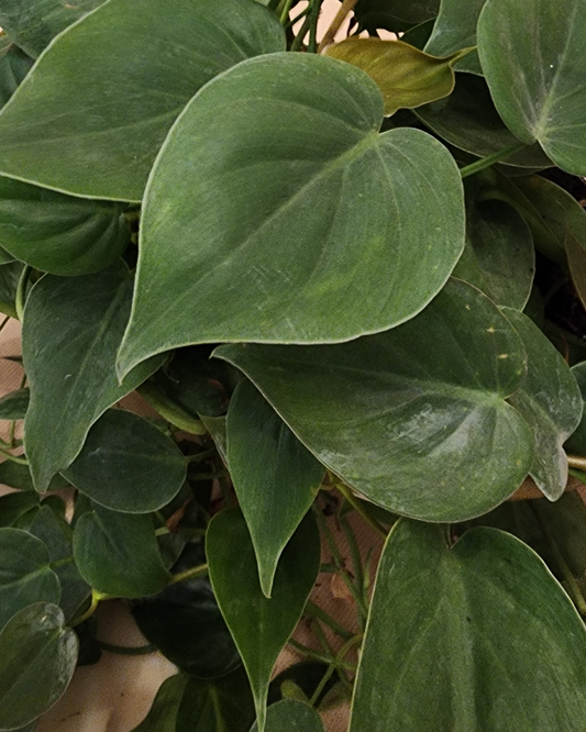 Scindapsus Hederaceum