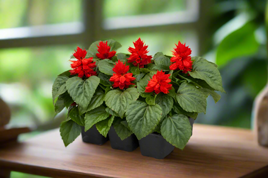 6x Salvia splendens
