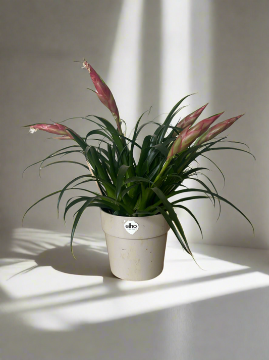 Air plant