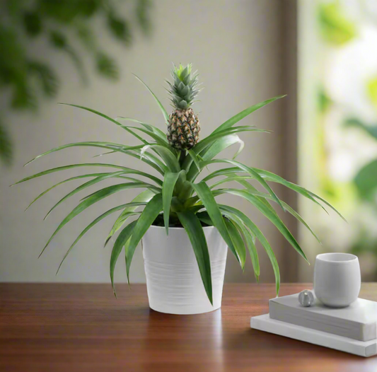 Pineapple plant