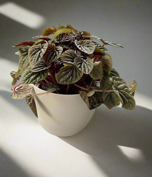 Peperomia