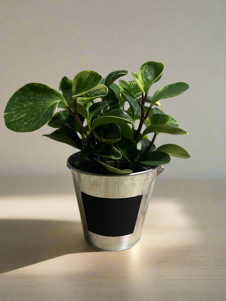 Mini Rubber plant