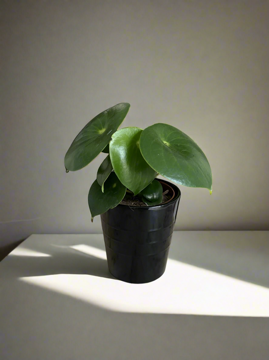 Coin-leaf peperomia