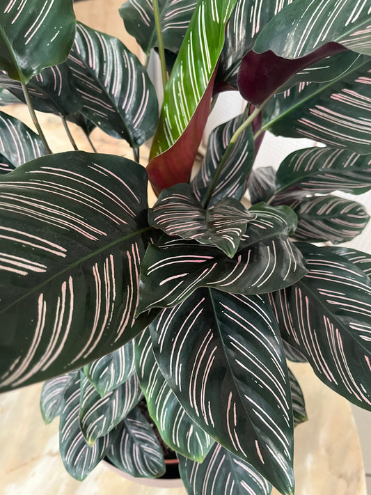 Calathea