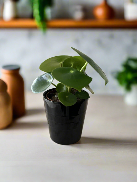 Coin-leaf peperomia