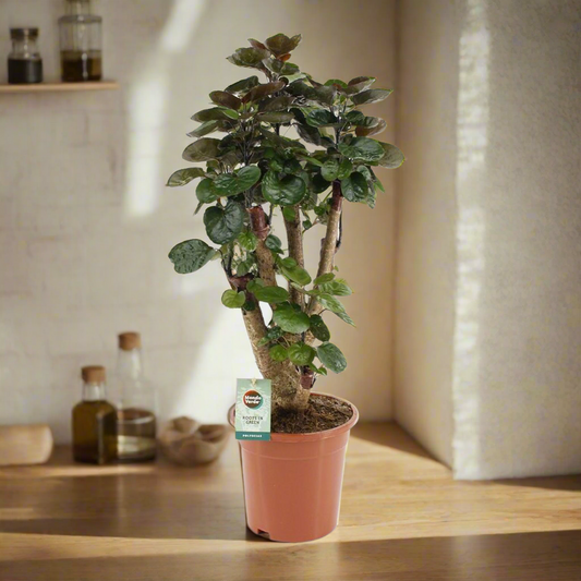 Polyscias