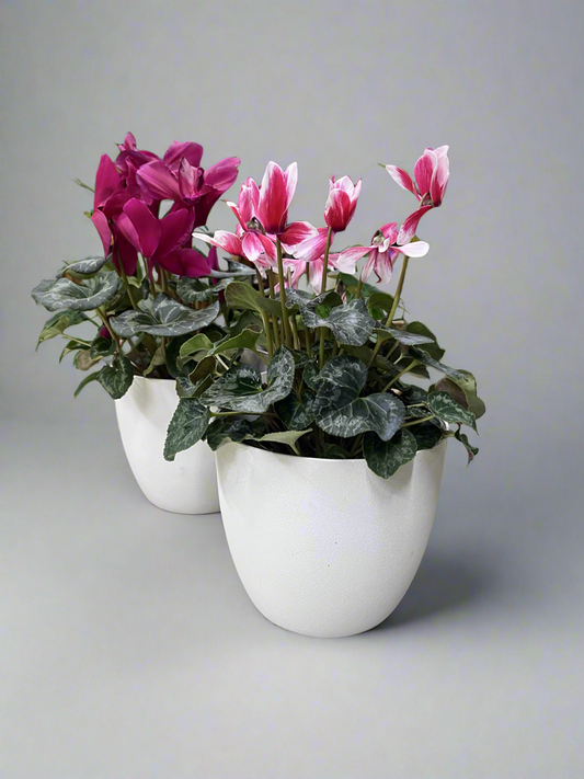 Cyclamens