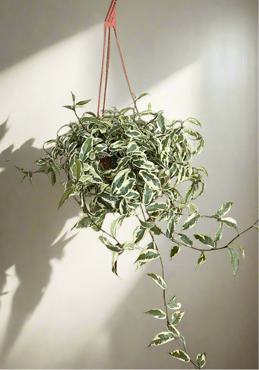 Ficus repens hanging