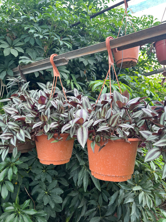 Tradescantia zebrina,