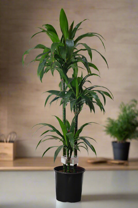 Dracaena