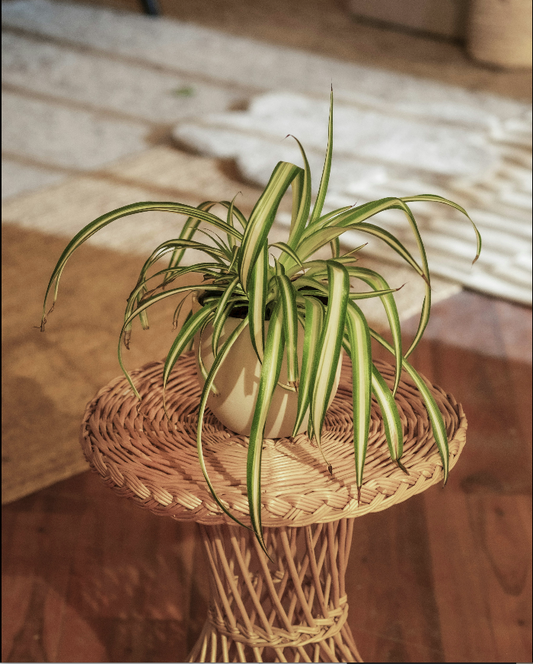 Spider plant chlorophytum