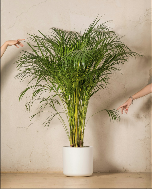 Areca palm