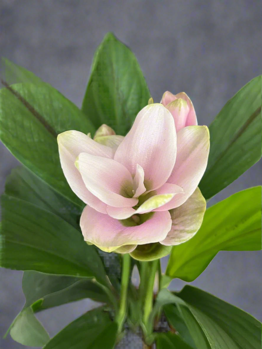 Curcuma