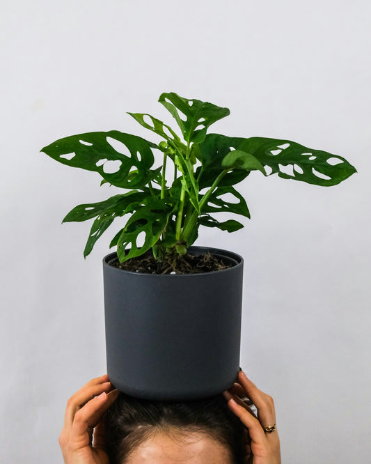 Monstera Swiss Cheese adansonii