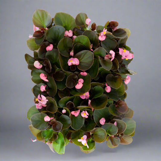 10x Begonia