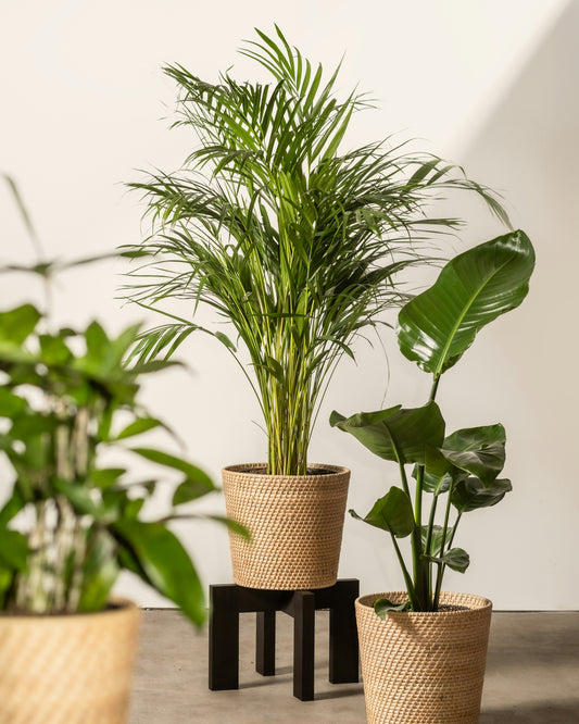 Evergreen Elegance