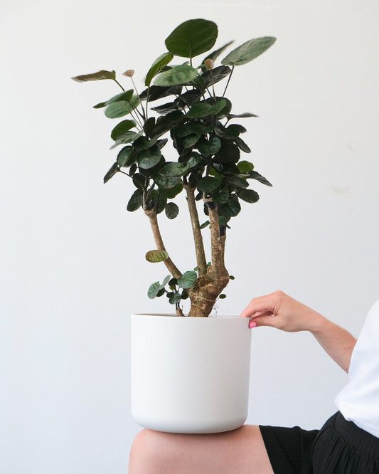 Polyscias