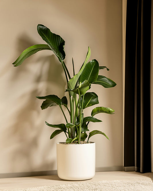 Strelitzia bird of paradise plant